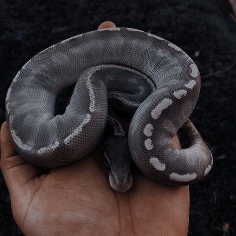 Snake Aesthetic, Ball Python Care, Danger Noodles, Aesthetic Animals, Pretty Snakes, Cute Snake, Ball Python, Cute Wild Animals