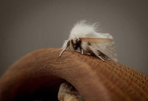 White Moths & The Spiritual Meaning and Symbolism White Moth Spiritual Meaning, White Moth Meaning, Moth Meaning, Moth Symbolism, White Moths, Silkworm Moth, Intuitive Living, White Moth, Hindu Culture