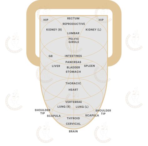 Tongue Mapping Health, Tongue Scraper Benefits, Ayurvedic Tongue Diagnosis Chart, Chinese Tongue Diagnosis, What Does Your Tongue Tell You About Your Health, Ayurveda Dosha Quiz, Pelvic Girdle, Human Body Temperature, Candida Albicans