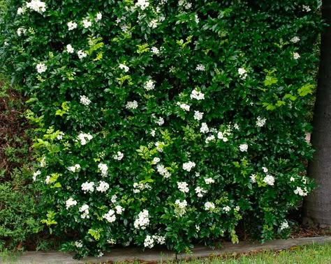 Murraya - Orange Jasmine - in front if the one by neighbor dies Orange Jasmine Hedge, Orange Jasmine Plant, Mock Orange Hedge, Murraya Paniculata Hedge, Tropical Hedge Plants, Tropical Hedge, Jasmine Hedge, Murraya Hedge, Murraya Paniculata