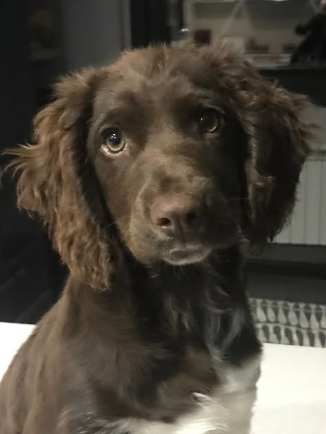 Brown Springer Spaniel, Brown Working Cocker Spaniel, Sprocker Spaniel Puppies, Clumber Spaniel Puppy, Chocolate Cocker Spaniel, Dog Mommy, Brown Puppies, Cocker Spaniel Puppies, Very Cute Dogs