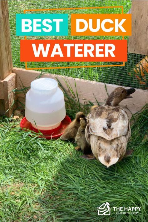 Duck Waterer, Duck Ideas, Types Of Ducks, Make Way For Ducklings, Chicken Roost, Backyard Ducks, Raising Ducks, Pet Ducks, Duck Pins