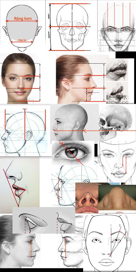 Human Face Proportions Drawing, Human Head Proportions Drawing, Portret Drawing Tutorials, Tutorial Portrait Drawing, Furrowed Eyebrows Reference, Head Form Drawing, Proportion Art Drawing, Drawing Face Proportions, Drawing Face Shapes