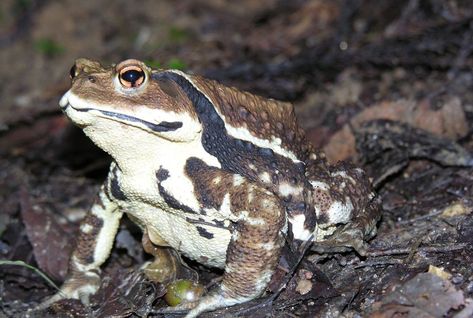 Common Toad, Yakushima, Chemical Reaction, Types Of Animals, Invasive Species, Kyushu, All About Animals, Frog And Toad, Sapporo