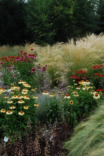 Echinacea, ornamental grasses, chocolate heuchera Cone Flower Garden, Shrub Border, Pnw Garden, Oregon Garden, Naturalistic Garden, Dutch Gardens, Cone Flowers, Annual Garden, Prairie Garden