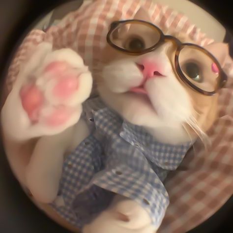 Pfp Cat, Cat Boy, Silly Cats Pictures, Cute Cats Photos, Cat Boys, Kids Growing Up, Silly Animals, Cat Aesthetic, Silly Pictures