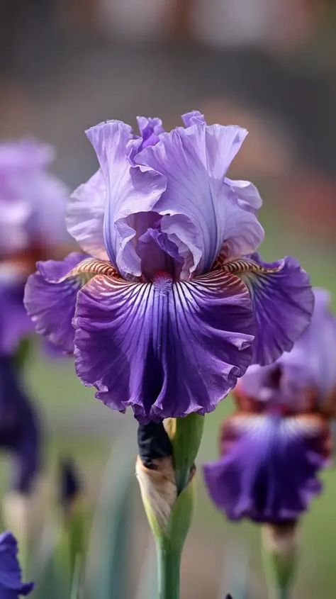 A photo of a Dutch iris flower in full bloom. The flower is a deep purple with a lighter purple ring around the base. The petals are ruffled and have a slight curve. The flower is growing from a green stem. The background is blurred and consists of other Dutch iris flowers in various stages of bloom. Wild Iris Flowers, Iris Flowers Garden, Purple Iris Flowers, Victorian Language Of Flowers, Victorian Language, Louisiana Iris, Dutch Iris, Viola Flower, Cool Flowers