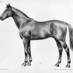 Reference photos, diagrams, and links to many model horse tutorials - Shoestring Stable Horse Anatomy, Black Desert, Animal Anatomy, Drawing Studies, Horse Drawing, Horse Health, Horse Drawings, Horse Sculpture, Equine Art