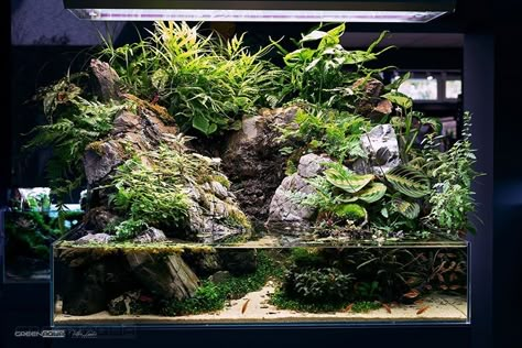 Nature Scape, Moss Terrarium, Green Aqua, Vivarium, Aquascaping, Green Nature, Planted Aquarium, Dream Decor, Aqua Green