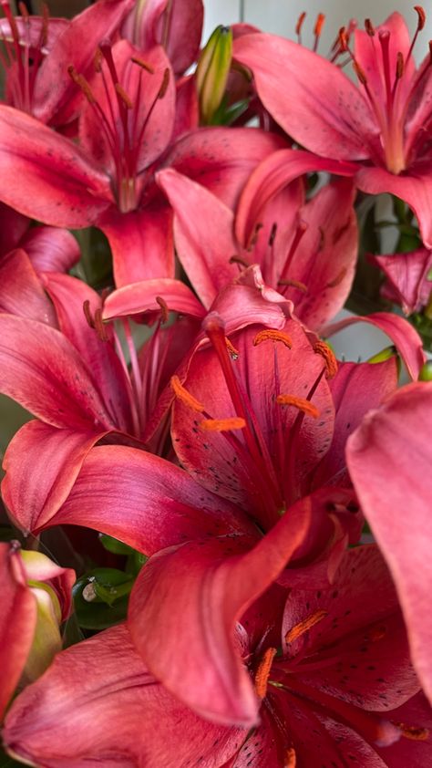 lillies. tigerlillies. redlillies . flowerlillies. beautifullillies. ilovelillies. Pretty flowers. prettylillies.lillyflowers. flower. Red Lilies Flowers, Lilies Aesthetic, Colorful Lilies, Lily Flowers Aesthetics, Lilys Aesthetic Flower, Red Lilies, Lily Seeds, Tiger Lillie’s, Pink Lilies