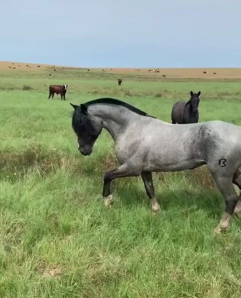 Rare Horse Colors, Blue Roan Horse, Roan Horse, Beautiful Horses Wild, Kathiyawadi Horse, Horse Coat Colors, Pony Breeds, Beautiful Horse Pictures, Blue Roan