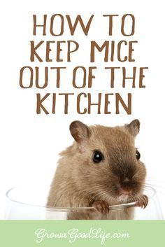 Mouse Deterant, Diy Mice Repellent, How To Deter Mice, Get Rid Of Spiders, Rodent Repellent, Mice Repellent, Getting Rid Of Mice, Used Tea Bags, Diy Pest Control