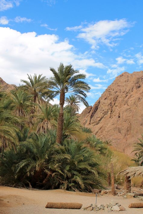 Beautiful oases in #Sinai desert Sinai Desert Egypt, Desert Places, Deserts Of The World, Desert Life, Visit Egypt, Desert Oasis, Biome, Holy Land, In The Desert