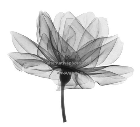 Rose Lily Tattoo, Tattoo Floral Design, X Ray Flower, Xray Flower, Flower Tattoos For Women, Xray Art, Ray Tattoo, Tattoo Floral, Design Henna