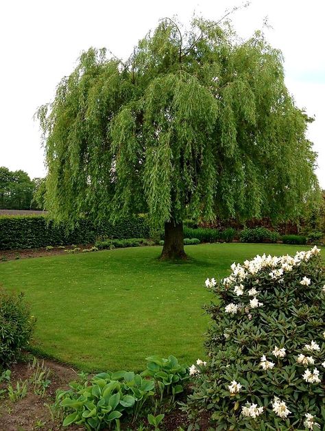 Weeping Willow Tree Landscape, Willow Trees Garden, Walkway Designs, Dutch Landscape, Weeping Willow Tree, Willow Trees, Pretty Trees, Garden Walkway, House Backyard