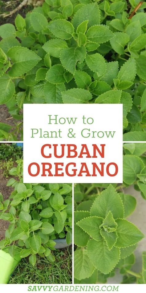 How to grow Cuban oregano. Consider adding Cuban oregano to your herb garden. The Cuban oregano plant is very easy to grow in garden beds and has a bursting delicious flavor. In this growing guide, you learn what companion plants to use when growing Cuban oregano, plant facts, and care plus gardening tips for healthy plants. Get the best Cuban oregano plants with this herb garden guide. Cuban Oregano Plant, Cuban Oregano, Growing Oregano, Chamomile Growing, Oregano Plant, Urban Homestead, Building Raised Garden Beds, Growing Lettuce, Herb Gardens