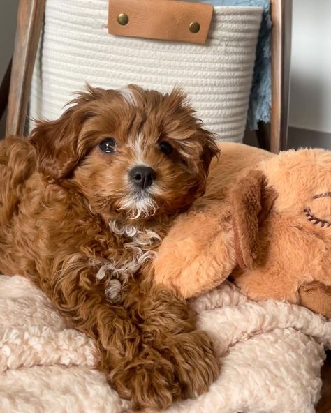 Kaia the Toy Cavapoo (@kaiathetoy) • Instagram photos and videos Toy Cavoodle Full Grown, Toy Cavoodle Puppies, Toy Dog, Toy Cavapoo, Cavapoo Puppies For Sale Near Me, Toy Cavoodle, Mini Cavapoo, Mini Cockapoo, Cavapoo Dogs