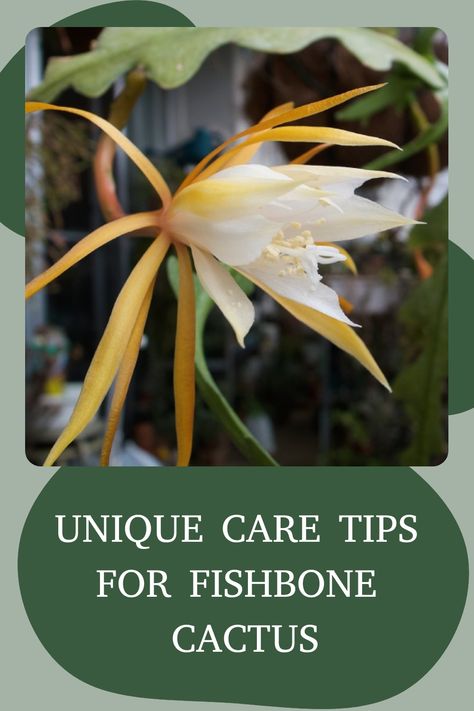 Discover the unique charm of the fishbone cactus with our comprehensive care guide. Learn all about how to properly care for this zig-zag beauty to help it thrive in your home. From ideal lighting conditions to watering tips, we've got you covered on everything you need to know to keep your fishbone cactus healthy and happy. Embrace the trendy appeal of this gorgeous plant and add a touch of nature's artistry to your space! Fishbone Cactus, Succulent Rock Garden, Succulent Landscape, Garden Diy Projects, Jungle Tree, Succulent Landscaping, Succulent Garden Design, Succulent Centerpieces, Succulent Garden Diy