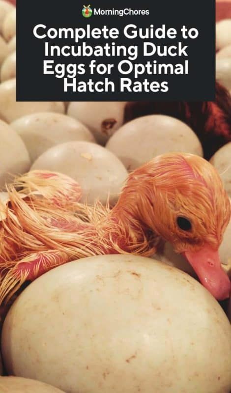 Complete Guide to Incubating Duck Eggs for Optimal Hatch Rates Incubating Duck Eggs, Duck Hatching, How To Incubate Quail Eggs, How To Incubate Duck Eggs, Duck Keeping, Hatching Duck Eggs, Hatching Chicken Eggs, Incubating Eggs, Duck Care