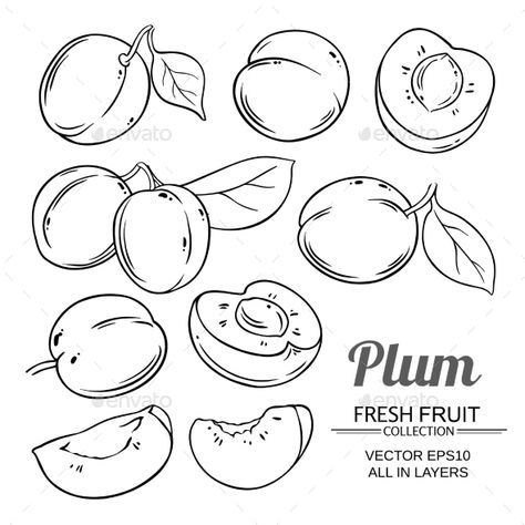 Plum Tattoo Fruit, Flesh Painting, Plum Drawing, Plum Tattoo, Plum Illustration, Fruits Vector, Background Page, Plum Art, Fruit Drawing