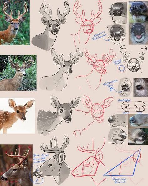 Deer Nose, How To Draw Deer, Draw Deer, Deer Drawing, Animal Study, Creative Drawing Prompts, Arte Sketchbook, Concept Art Drawing, Art Prompts