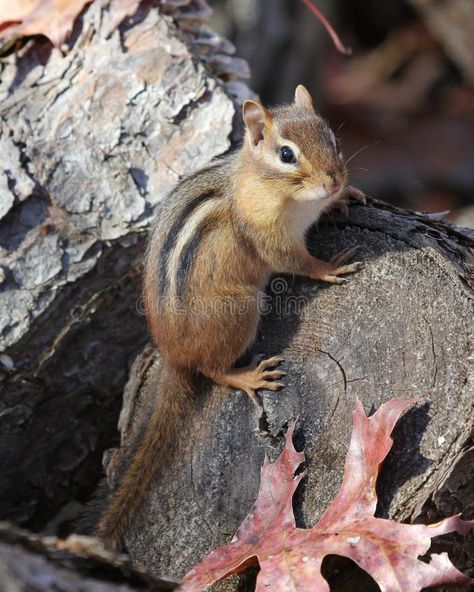 Chipmunk Photography, Eastern Chipmunk, Baby Chipmunk, Elephant Shrew, North American Animals, Drawing Instructions, Squirrel Funny, Woodland Critters, Cute Squirrel