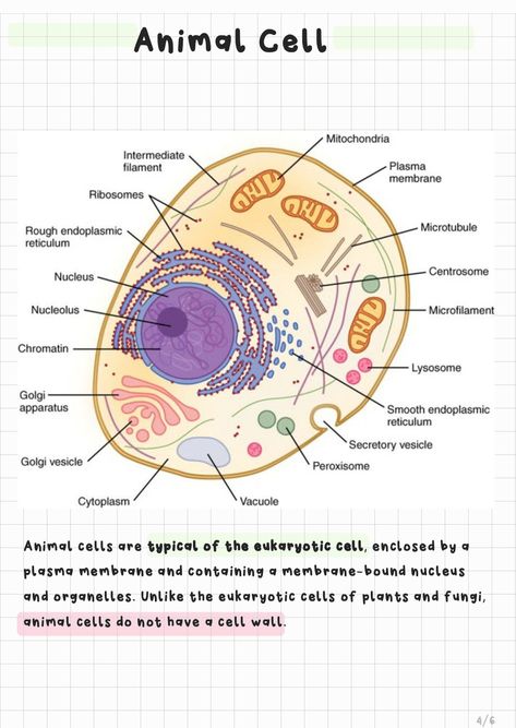 Eukaryotic Cell, Plasma Membrane, Nursing School Survival, Animal Cell, Teaching Biology, Cell Wall, School Survival, Nursing School, Note Taking