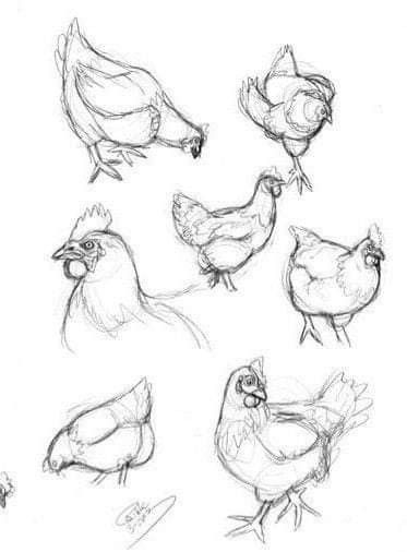 Drawing Chicken Cute, Chicken Pencil Drawing, Chicken Animal Drawing, Chicken Coop Drawing, Chicken Drawing Illustration, Chicken Drawing Simple, Chicken Reference, Chicken Sketches, Draw Chicken