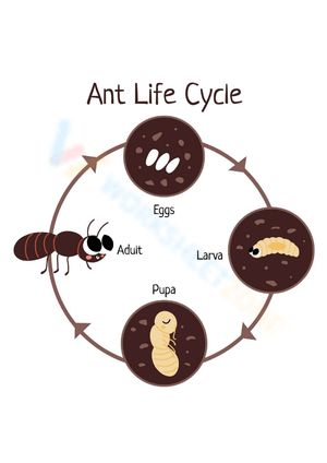 This ant worksheet will enchant your children. Let's try it out! #Grade-2 #Grade-3 #Grade-4 #Grade-5 Ant Worksheet, Ant Life Cycle, 1 Worksheet, 4 Grade, Lets Try, Apa Aja, Grade 4, Grade 5, Grade 3