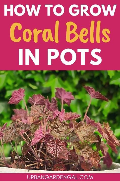 Growing coral bells plants in pots Heuchera In Containers, Coral Bells In Containers, Heuchera In Pots, Street Planters, Coral Bells Plant, Plants For Containers, Flowers In Containers, Shade Loving Shrubs, Perennials Flowers