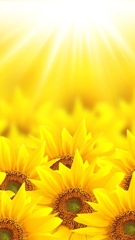 Le Jaune à Rungis : La Fleur ! Sun Flowers Wallpaper, Sunflower Iphone Wallpaper, Sunflowers And Daisies, Sunflower Pictures, Sunflower Wallpaper, Have Inspiration, Sunflower Art, Yellow Wallpaper, Yellow Aesthetic