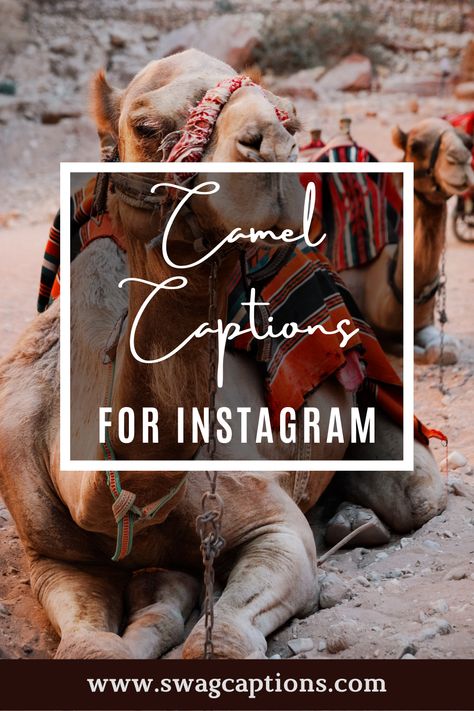 Looking for the perfect camel caption or quote for your next Instagram post? Look no further! We've got you covered with a list of some of our favorite captions and quotes that will perfectly capture your desert wanderlust. #camelcaptions #camelquotes #camel #desert #travel #photography #camels #travelphotography #love #morocco #camelride #photooftheday #nature #animals #sahara #rajasthan #tourism #egypt #instagood #dubai #fashion #camelsofinstagram #instagram #india #travelgram #sunset Egypt Captions Instagram, Rajasthan Captions For Instagram, Camel Ride Captions For Instagram, Morocco Quotes, Camel Quote, Camel Ride Outfit, Egypt Quote, Camels Desert, Photography Captions