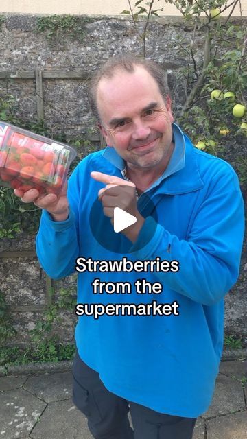 Simon Akeroyd on Instagram: "How to grow a supermarket strawberry. Be patient as it can take a while for the seeds to germinate.  Seedlings can vary, so may taste better or worse than the original strawberries.  Perhaps your new seedling will become an exciting new variety. #gardening #growyourown" Strawberry Growing, Grow Strawberries, How To Grow Strawberries, Strawberry Seedlings, Vertical Vegetable Gardens, Strawberry Garden, Vegetable Garden Diy, Permaculture Gardening, Growing Strawberries