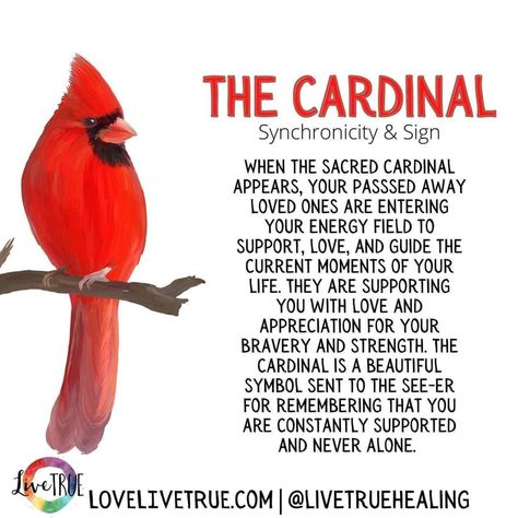 Cardinal Birds Meaning, Cardinal Meaning, Cardinal Symbolism, Spirit Guide Signs, Bird Meaning, Animal Totem Spirit Guides, Spiritual Signs, Spirit Animal Meaning, Spiritual Angels