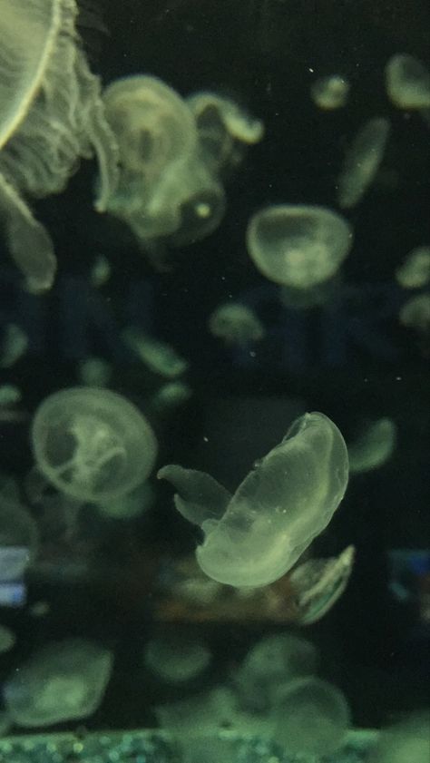 Green Phone Wallpaper Aesthetic, Sea Green Aesthetic, Jellyfish Aesthetic Widget, Green Jellyfish Wallpaper, Jellyfish Computer Wallpaper, Jellyfish Wallpaper Horizontal, Blue Jellyfish Aesthetic Wallpaper, Green Jellyfish, Green Aesthetic Jellyfish