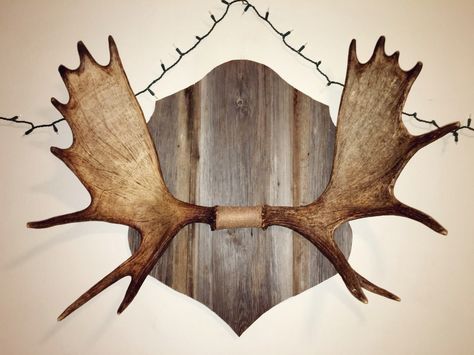 Moose rack//barn wood Moose Antler Mount, Moose Head Decor, Moose Antler Decor, Moose Mount, Moose Horns, Antler Ideas, Antler Mount, Antlers Decor, Moose Head