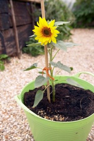 A sunflower plant growing in a light green container. Sunflowers In Containers, Sunflower Ideas, Growing Sunflowers, Potager Garden, Sunflower Garden, Gardening Books, Garden Landscape Design, Apartment Garden, Garden Layout