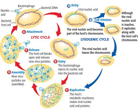 Lytic Cycle, Lytic Cycle And Lysogenic Cycle, Lysogenic Cycle, Microbiology Study, Biology Activity, Mcat Study, Cells Project, Study Biology, Nucleic Acid