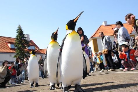 penguin parade in Noboribetsu Marine park Nixe (Hokkaido) Hokkaido Winter Photography, Hokkaido Spring, Hokkaido Travel Winter, Hokkaido Bird, Hokkaido Japan Summer, Penguin Parade, Park Pictures, The Penguin, Penguins