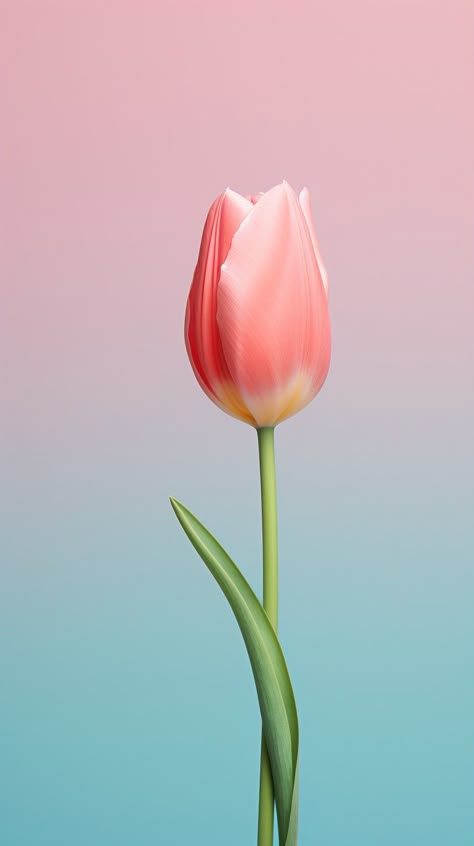 Single Tulip Flower, Flower Screensaver, Single Tulip, Iphone Wallpaper Bright, 4k Wallpaper Iphone, Procreate Ipad Art, Flowery Wallpaper, Floral Wallpaper Phone, Cute Flower Wallpapers