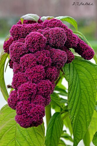 Amaranthus é o  genérico que advém do grego amaranthos, que significa "flor que não murcha".caudatus é o epíteto em latim que significa "com cauda". Outros tipos de Amaranthus distribuem-se pelo Sul da Rússia (delta do Volga),  (Azerbaijão, Irão), Sibéria oriental, China, Paquistão, Butão, Nepal, Índia, Sri Lanka, Japão, Filipinas,  e Austrália e outros; foi introduzida nos USA e está naturalizada  (Roménia) (Egipto)  , onde se cultiva pelas  sementes comestíveis. Os rizomas  são comestíveis... Unusual Plants, Unusual Flowers, Rare Flowers, Unique Flowers, Exotic Plants, Exotic Flowers, Flower Beauty, Beautiful Blooms, Dream Garden