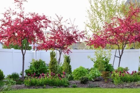 Lollipop Crabapple Tree, Royal Raindrops Crabapple, Flowering Crabapple Tree, Colorado Landscaping, Flowering Crabapple, Prairie Fire, Hippie House, Crabapple Tree, House Landscaping