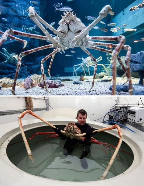 Huge Animals, Colossal Squid, Spider Crab, Funny Animals Pictures, Bizarre Animals, Hero Comic, Spider Sona, Creepy Creatures, Totem Animals