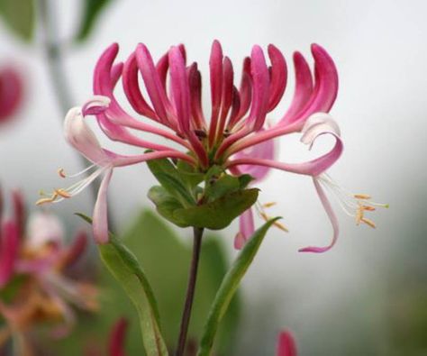 Lonicera periclymenum 'Peaches and Cream' (Dutch Honeysuckle) Lonicera Periclymenum, Pink Honeysuckle, Honey Suckle, Cover Ups Tattoo, Honeysuckle Tattoo, Cream Tattoo, Landscape Nursery, Tattoo Cover, Honeysuckle Flower