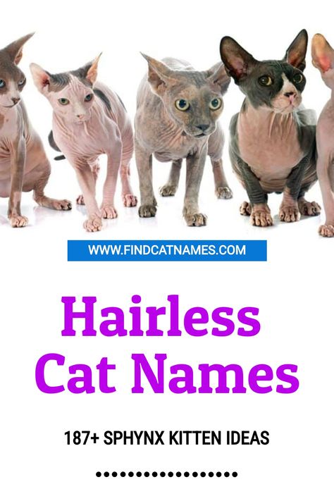 If you’ve got a bald cat, you’ll love these hairless cat names. Popular, funny, Egyptian, Russian, and famous character names. Bald Actors, Bald Cat, Kitten Ideas, Grace Harper, Bald Boy, Boy Cat Names, Funny Cat Names, Russian Cat, Cute Cat Names