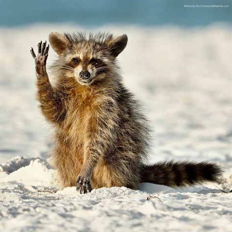 Animals Waving, Raccoon Images, Funny Pictures Of Animals, Funny Wild Animals, A Lot Of Cats, Comedy Wildlife Photography, Elephant Seal, Animal Guides, Affinity Photo