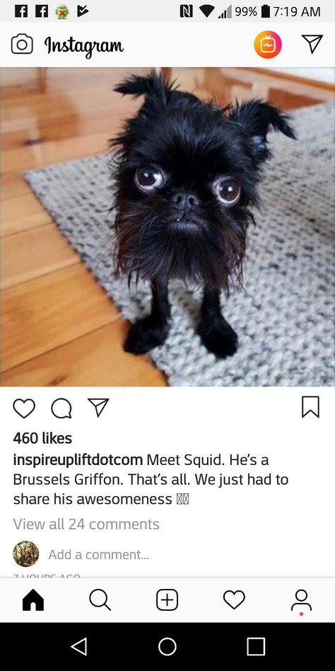 Brussels Griffon, Anime Meme, Funny Animal Memes, Funny Animal Pictures, Animal Memes, Cute Funny Animals, I Love Dogs, Animal Kingdom