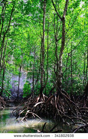 Mangrove Forest at Langkawi GeoPark, UNESCO listed of the rain forest with the mangrove trees Mangrove Trees, River System, Creeping Vines, Mangrove Forest, Aerial Images, Rain Forest, Forest Photography, Scene Design, Camera Photography