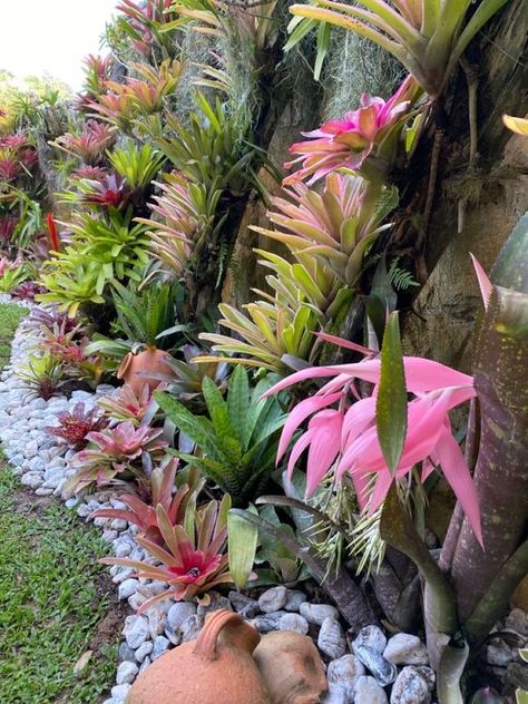 Plants Draping Over Retaining Wall, Bromeliad Landscaping Ideas, Bromeliads Garden, Bromeliads Landscaping, Garden Jungle, Porch Fence, Tropical Backyard Landscaping, Vertikal Garden, Hawaiian Gardens