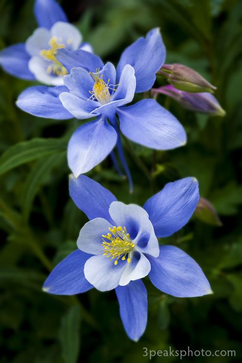 The Columbine is the Colorado state flower, and it's great to see them in the high country. You usually find them in small groups, but if you're lucky you can come across entire fields of them. There are a few variations with some being dark red/white, all white or all purple, but the most common are the blue/white one. Colorado Blue Columbine Tattoo, Columbine Flower Tattoo, Aquilegia Caerulea, Colorado State Flower, Columbine Flower, Virtual Flowers, Blue Garden, Lucky You, Michael J